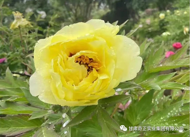 皇家庆幸-主页