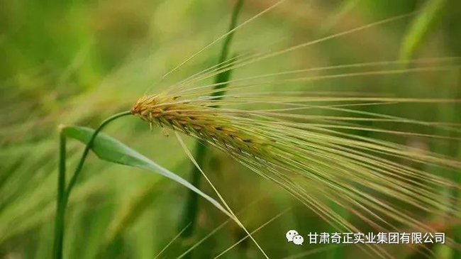 皇家庆幸-主页